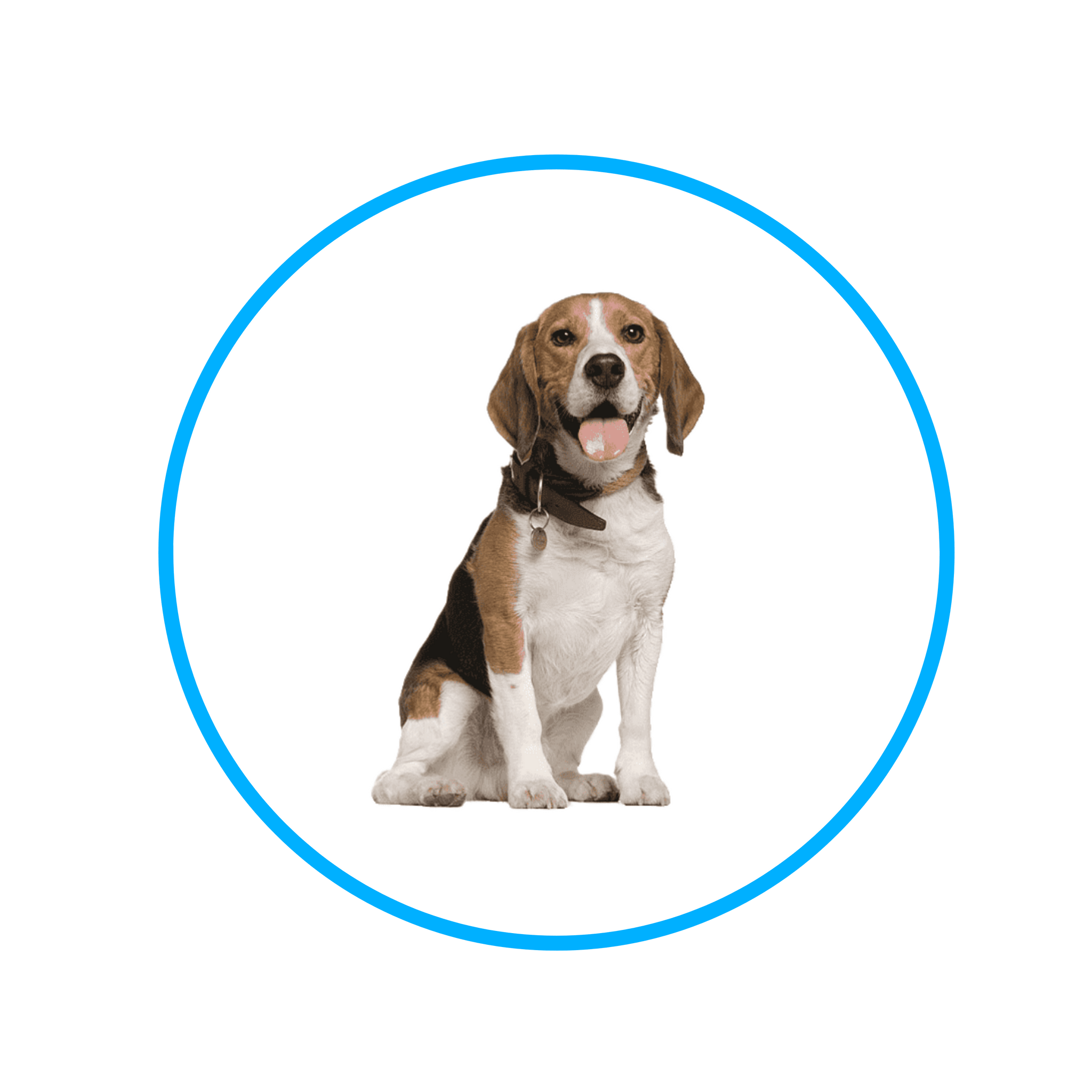 Pet shop D-Atomic® - Sve za kućne ljubimce!