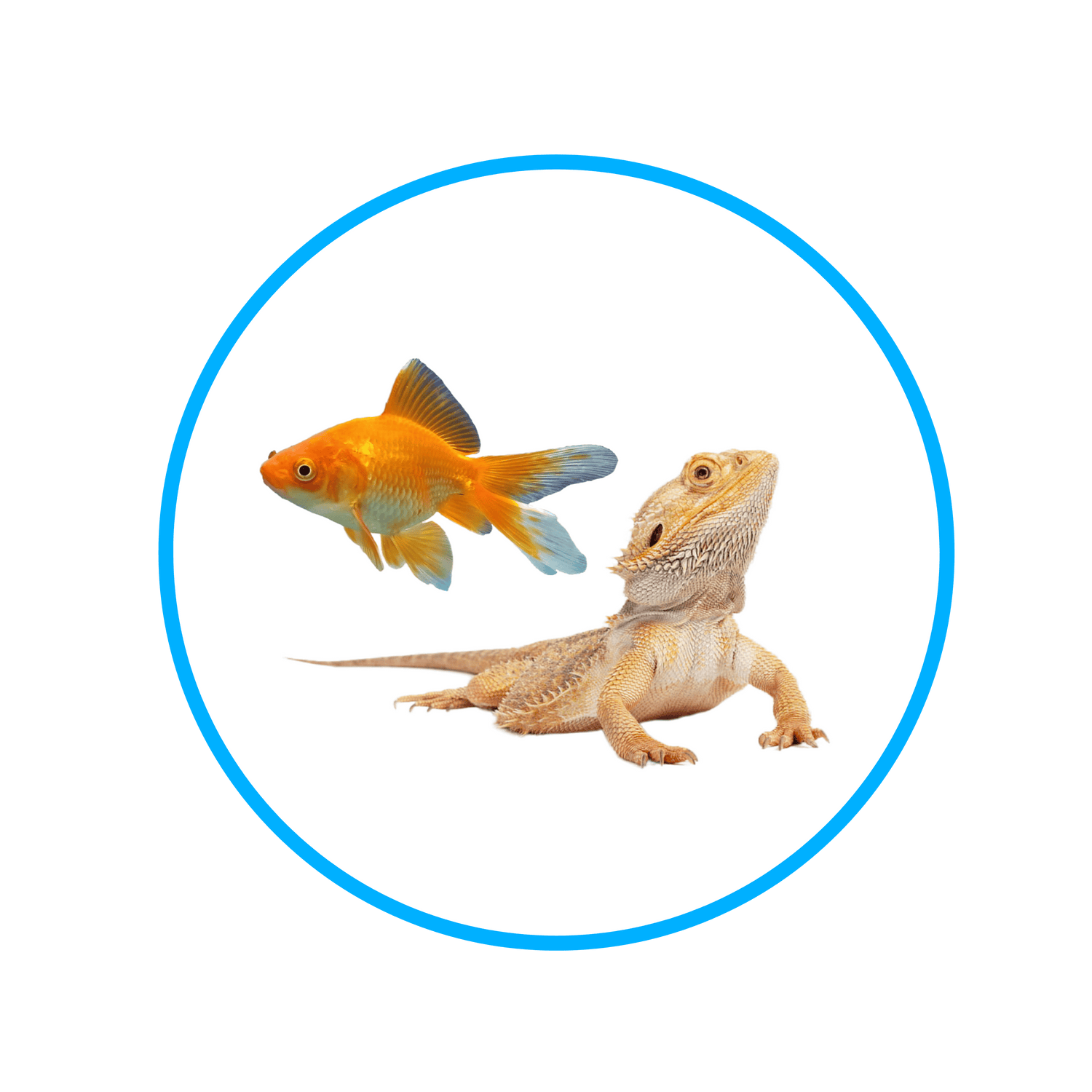 Akvaristika i teraristika