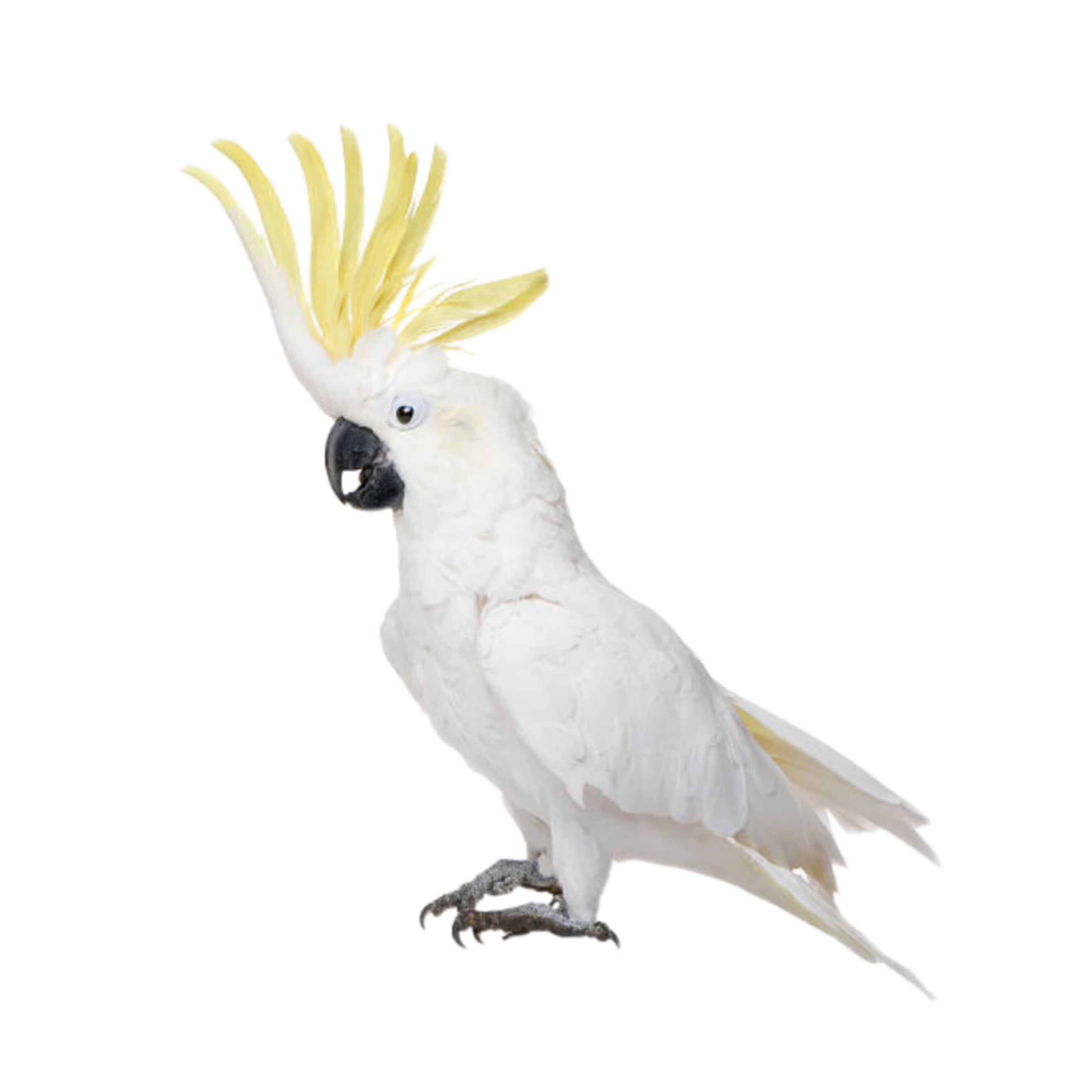 Sve što trebate znati o vašem kućnom ljubimcu kakaduu - briga, ishrana, bolesti, kavezi itd.