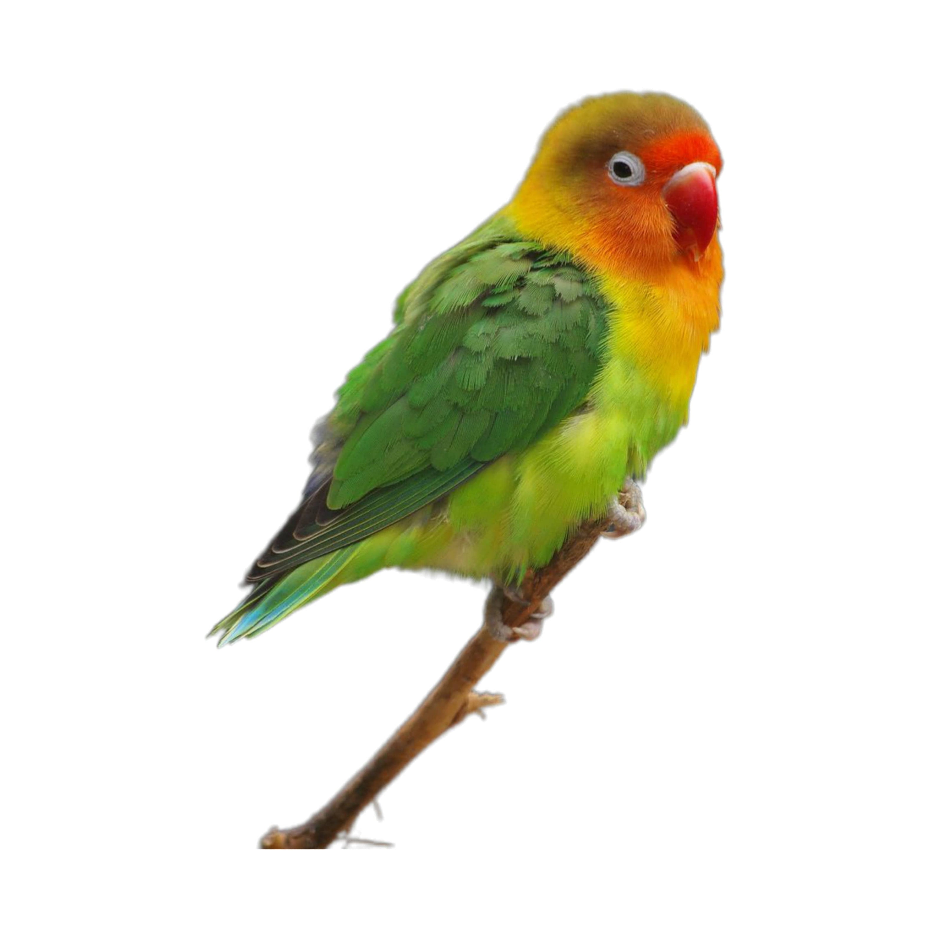 Sve što trebate znati o vašem kućnom ljubimcu ljubavnom papagaju - briga, ishrana, bolesti, kavezi itd.