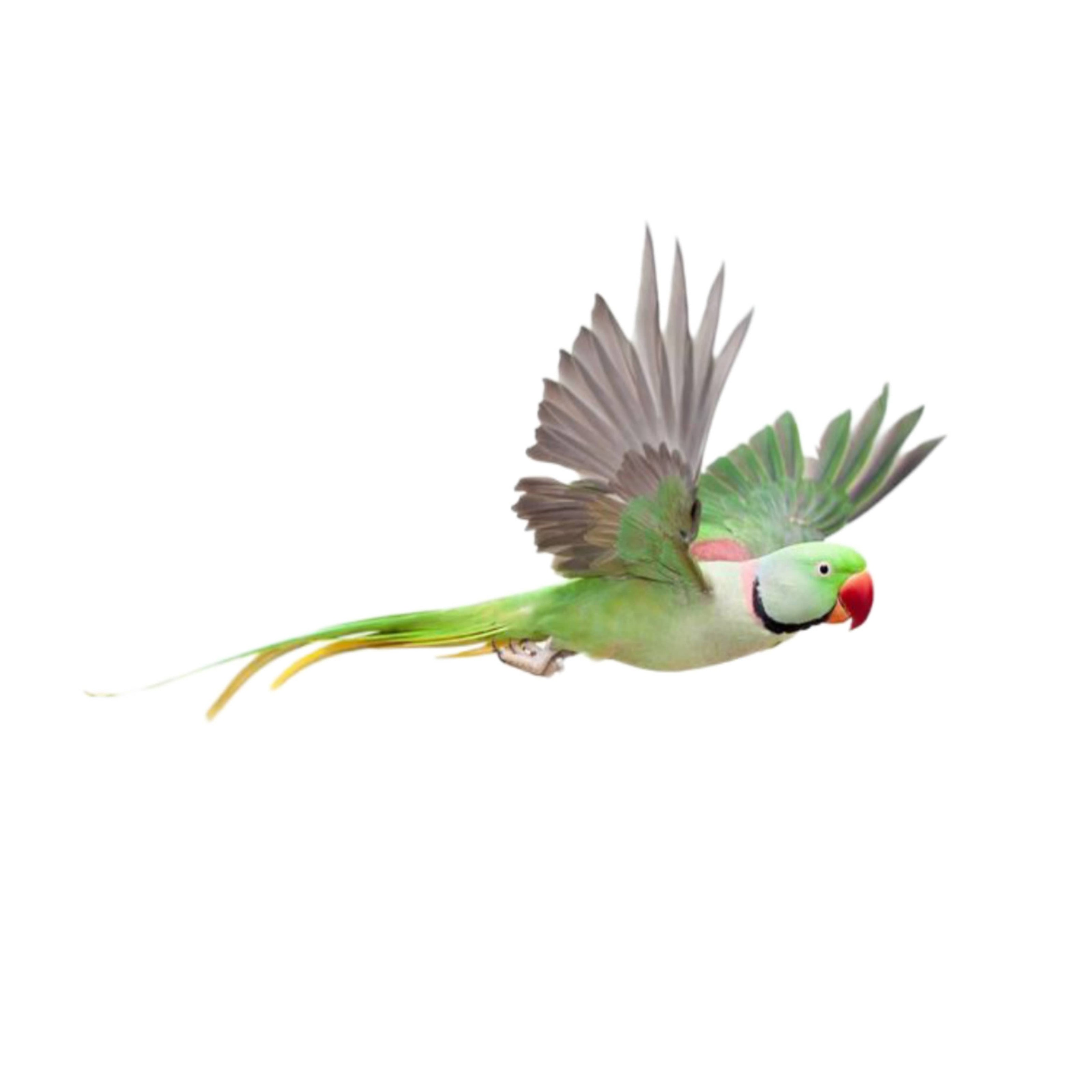 Sve što trebate znati o vašem kućnom ljubimcu velikoj ili maloj aleksandri - briga, ishrana, bolesti, kavezi itd.