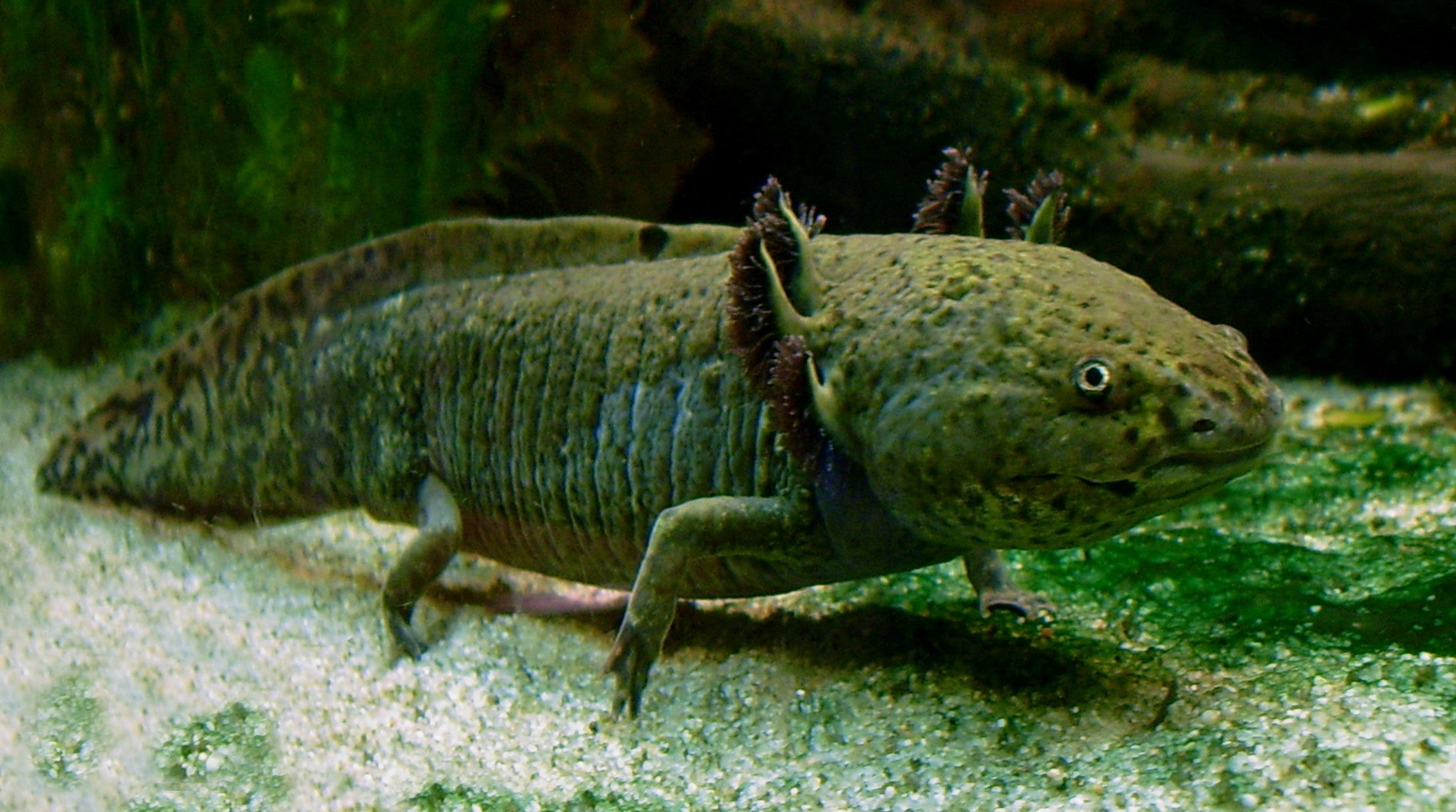 Aksolotl - fotografija vrste