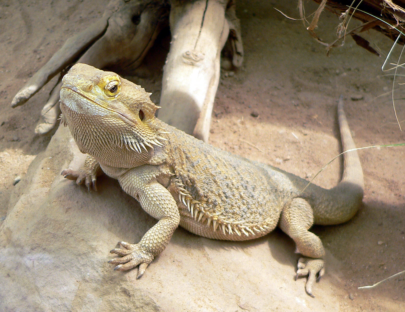 Bradata agama - fotografija vrste