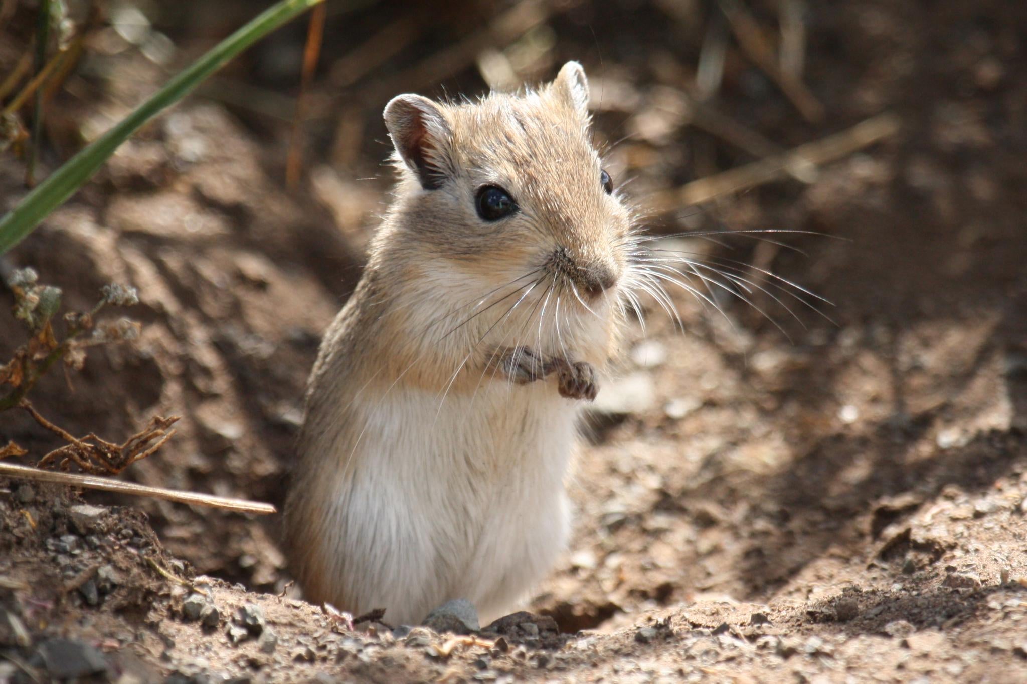 Mongolski gerbil - fotografija vrste