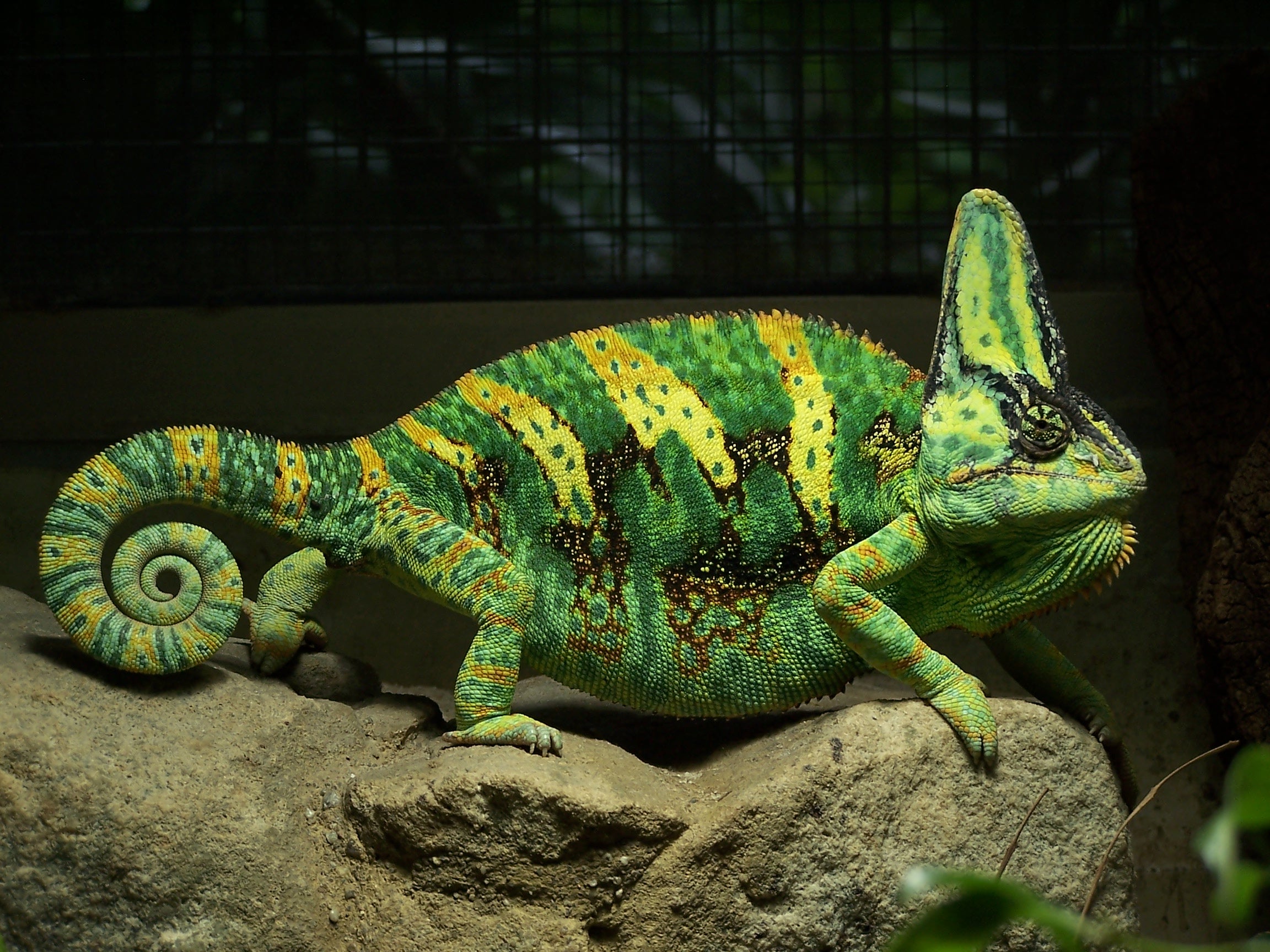 Jemenski kameleon - fotografija vrste