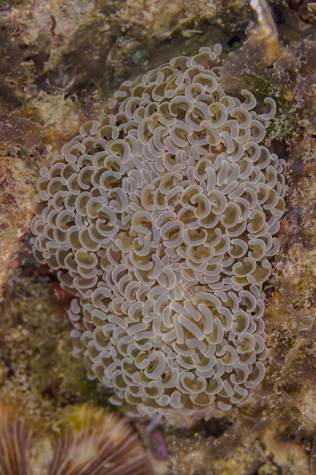 Koral čekić (Euphyllia) - fotografija vrste