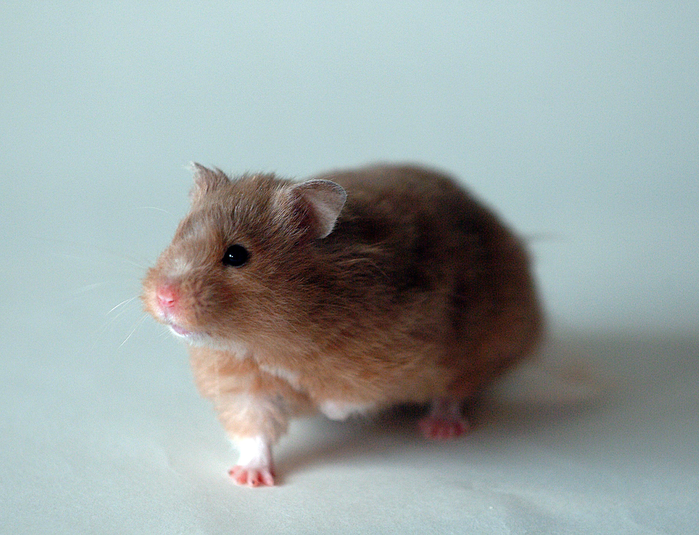 Sirijski hrčak - fotografija vrste