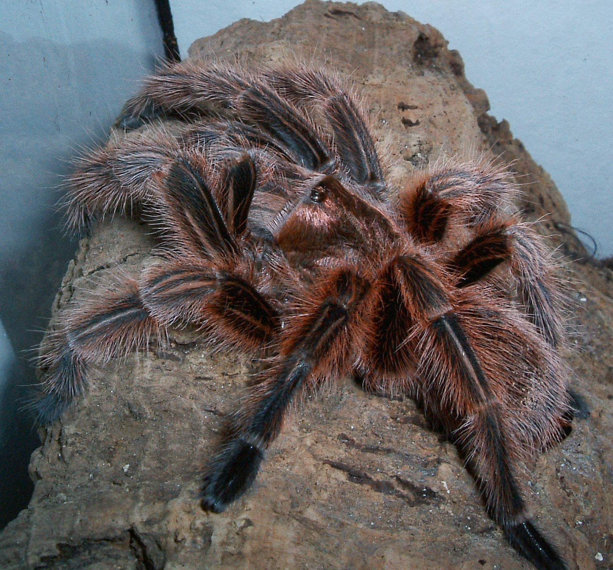 Tarantula - fotografija vrste