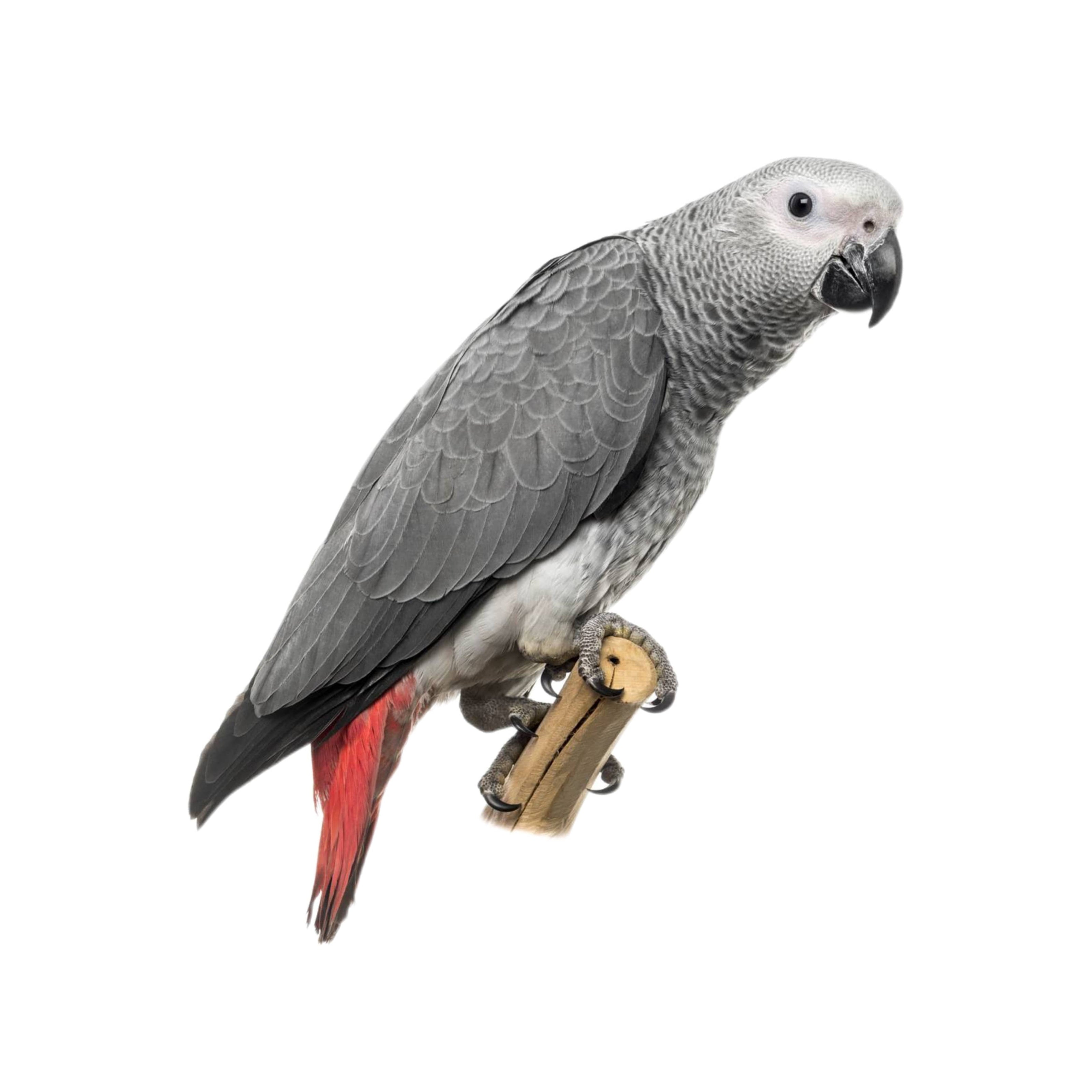 Sve što trebate znati o vašem kućnom ljubimcu žako ptica - briga, ishrana, bolesti, kavezi itd.